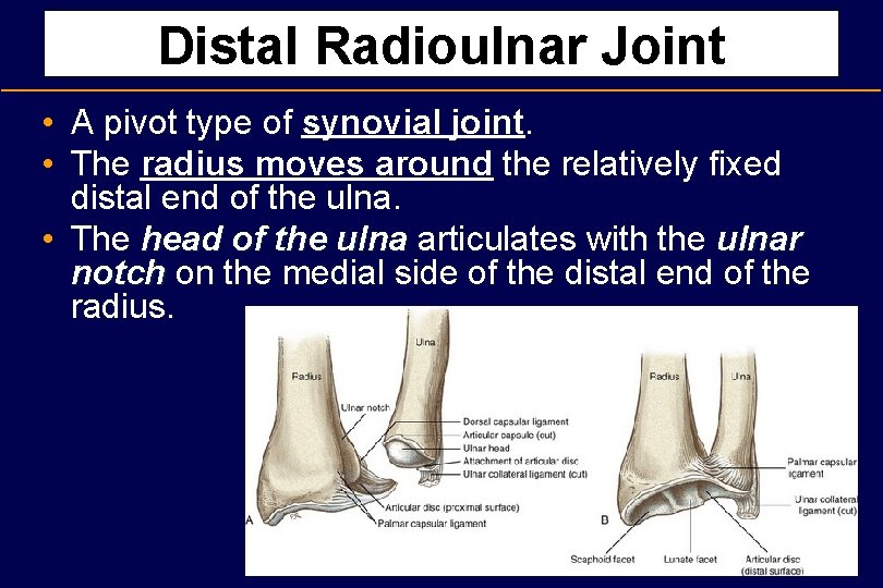 Distal Radioulnar Joint • A pivot type of synovial joint. • The radius moves