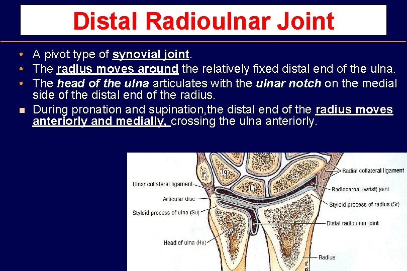 Distal Radioulnar Joint • A pivot type of synovial joint. • The radius moves