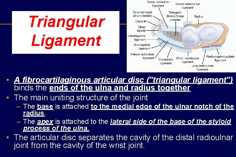 Triangular Ligament • A fibrocartilaginous articular disc ("triangular ligament") binds the ends of the