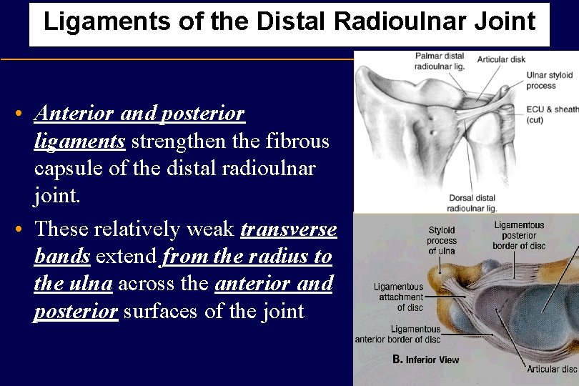 Ligaments of the Distal Radioulnar Joint • Anterior and posterior ligaments strengthen the fibrous