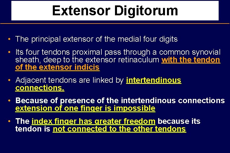 Extensor Digitorum • The principal extensor of the medial four digits • Its four