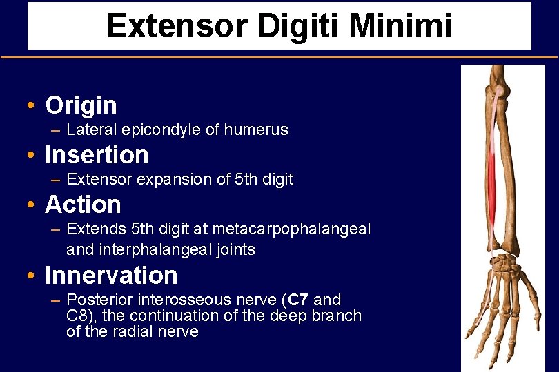 Extensor Digiti Minimi • Origin – Lateral epicondyle of humerus • Insertion – Extensor