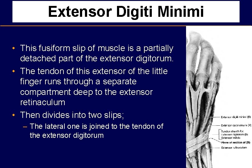 Extensor Digiti Minimi • This fusiform slip of muscle is a partially detached part