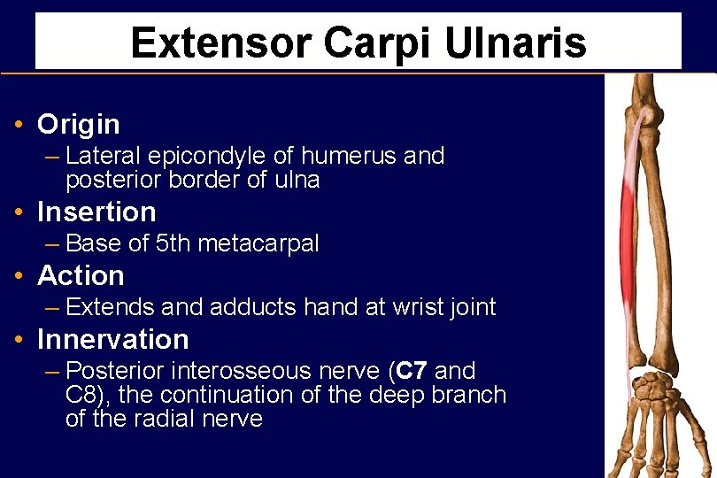 Extensor Carpi Ulnaris • Origin – Lateral epicondyle of humerus and posterior border of