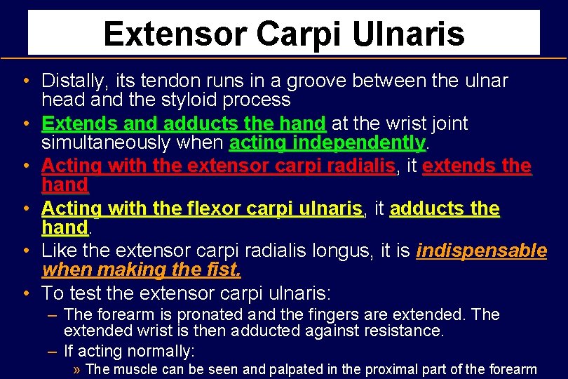 Extensor Carpi Ulnaris • Distally, its tendon runs in a groove between the ulnar