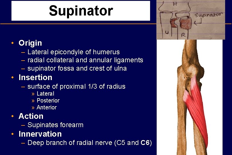 Supinator • Origin – Lateral epicondyle of humerus – radial collateral and annular ligaments