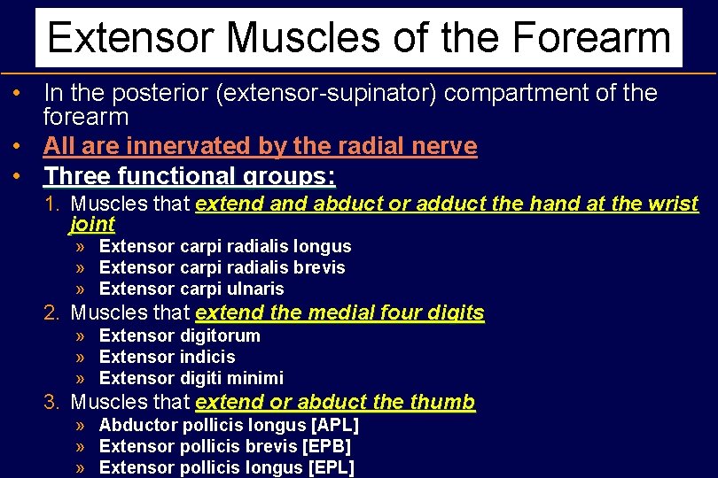 Extensor Muscles of the Forearm • In the posterior (extensor-supinator) compartment of the forearm