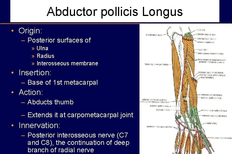 Abductor pollicis Longus • Origin: – Posterior surfaces of » Ulna » Radius »