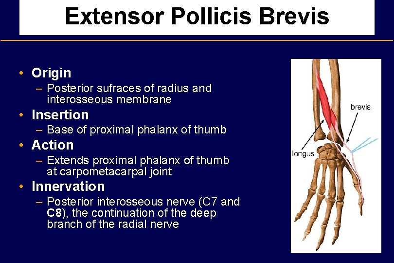 Extensor Pollicis Brevis • Origin – Posterior sufraces of radius and interosseous membrane •