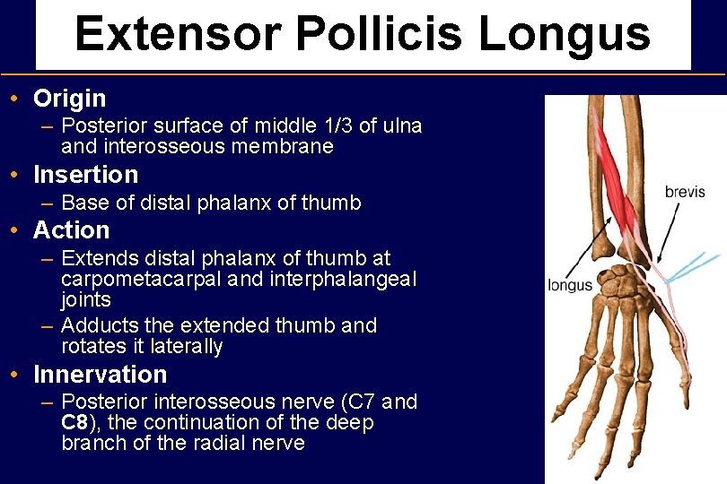 Extensor Pollicis Longus • Origin – Posterior surface of middle 1/3 of ulna and