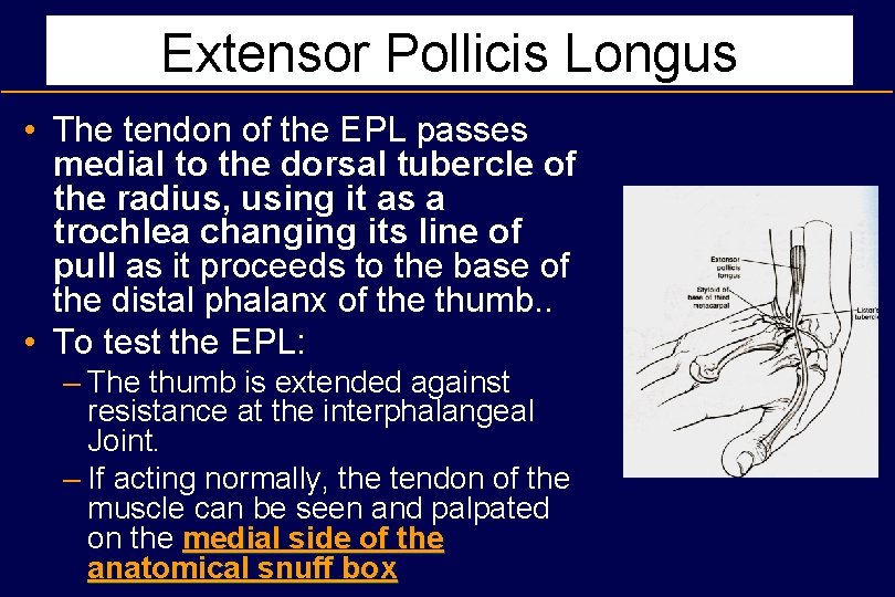 Extensor Pollicis Longus • The tendon of the EPL passes medial to the dorsal