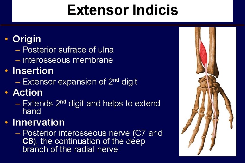 Extensor Indicis • Origin – Posterior sufrace of ulna – interosseous membrane • Insertion