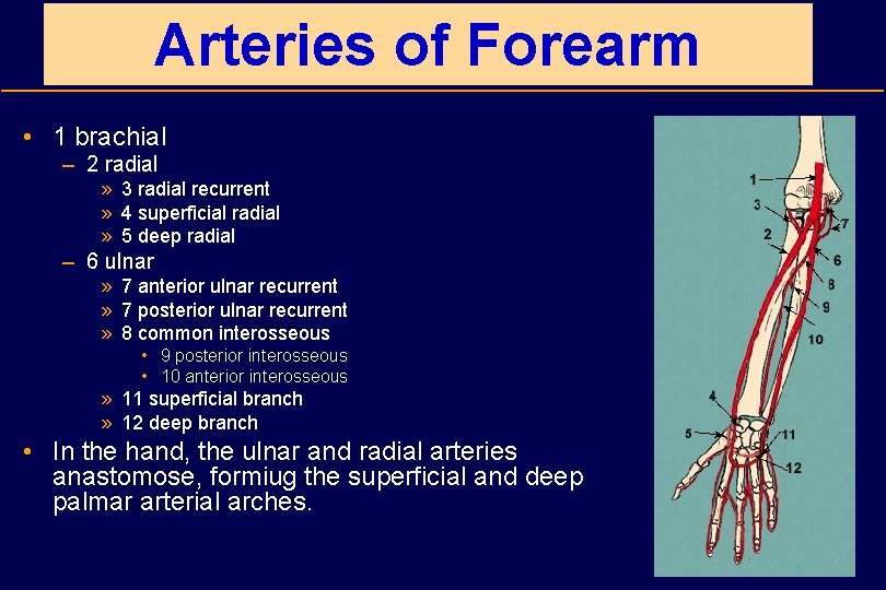 Arteries of Forearm • 1 brachial – 2 radial » 3 radial recurrent »