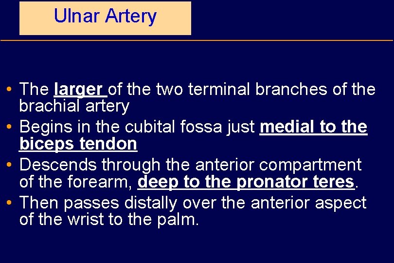 Ulnar Artery • The larger of the two terminal branches of the brachial artery