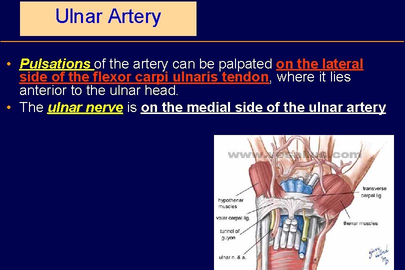 Ulnar Artery • Pulsations of the artery can be palpated on the lateral side