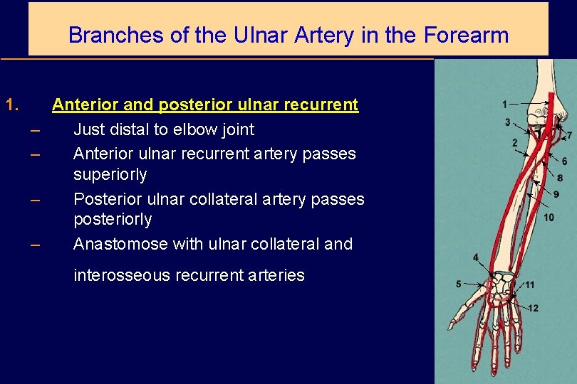 Branches of the Ulnar Artery in the Forearm 1. – – Anterior and posterior