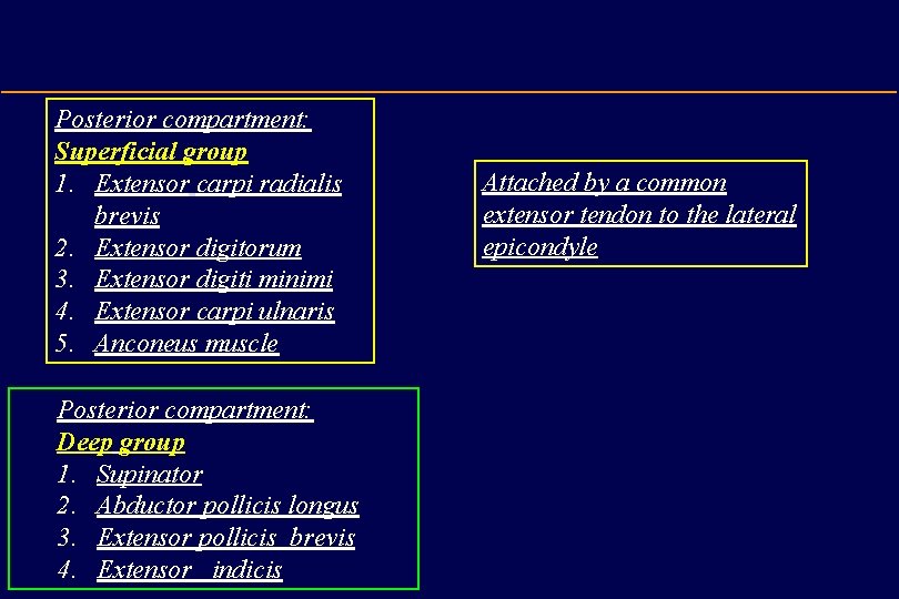 Posterior compartment: Superficial group 1. Extensor carpi radialis brevis 2. Extensor digitorum 3. Extensor