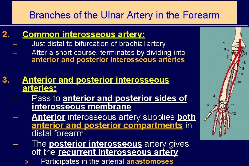 Branches of the Ulnar Artery in the Forearm 2. Common interosseous artery: – –