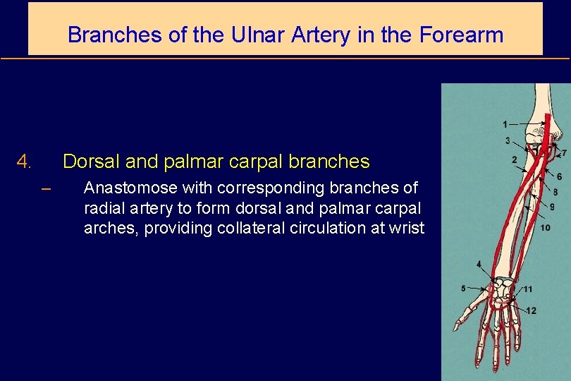 Branches of the Ulnar Artery in the Forearm 4. Dorsal and palmar carpal branches