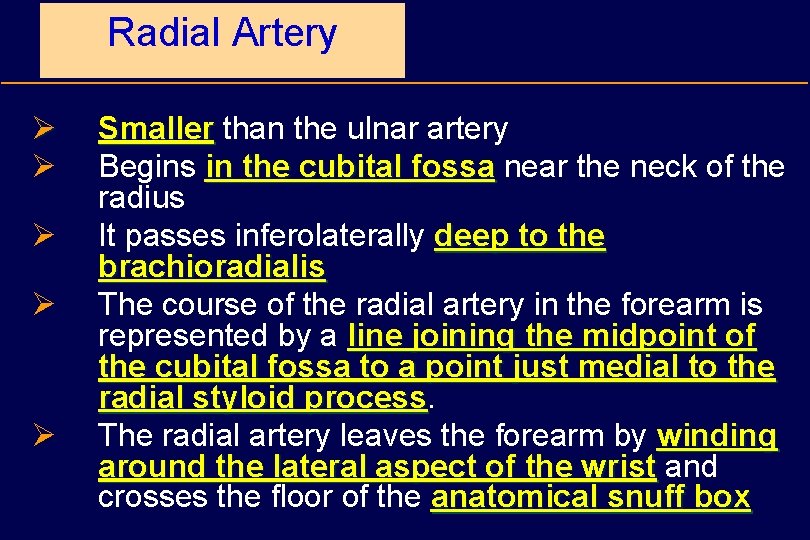 Radial Artery Ø Ø Ø Smaller than the ulnar artery Begins in the cubital