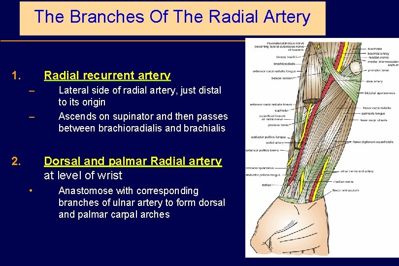 The Branches Of The Radial Artery 1. Radial recurrent artery – – 2. Lateral