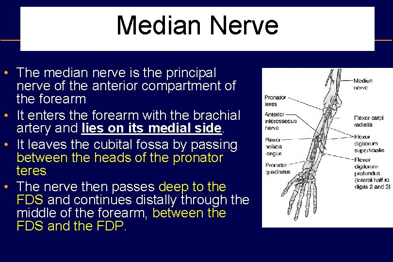 Median Nerve • The median nerve is the principal nerve of the anterior compartment