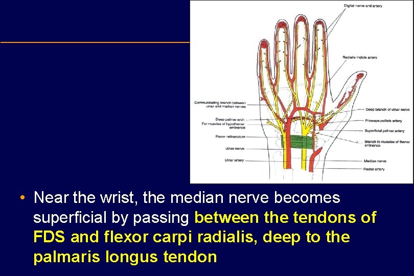  • Near the wrist, the median nerve becomes superficial by passing between the
