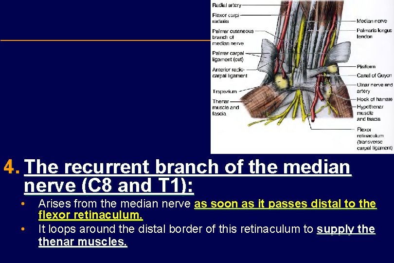 4. The recurrent branch of the median nerve (C 8 and T 1): •