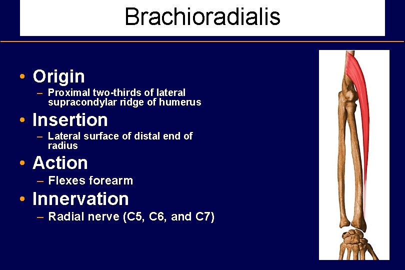 Brachioradialis • Origin – Proximal two-thirds of lateral supracondylar ridge of humerus • Insertion