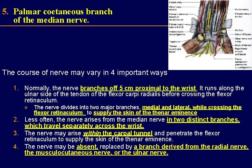 5. Palmar coetaneous branch of the median nerve. The course of nerve may vary