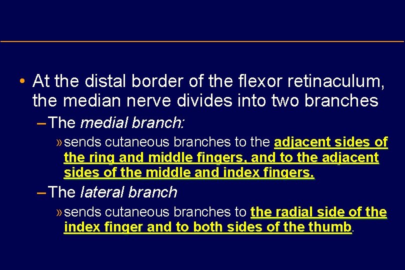  • At the distal border of the flexor retinaculum, the median nerve divides