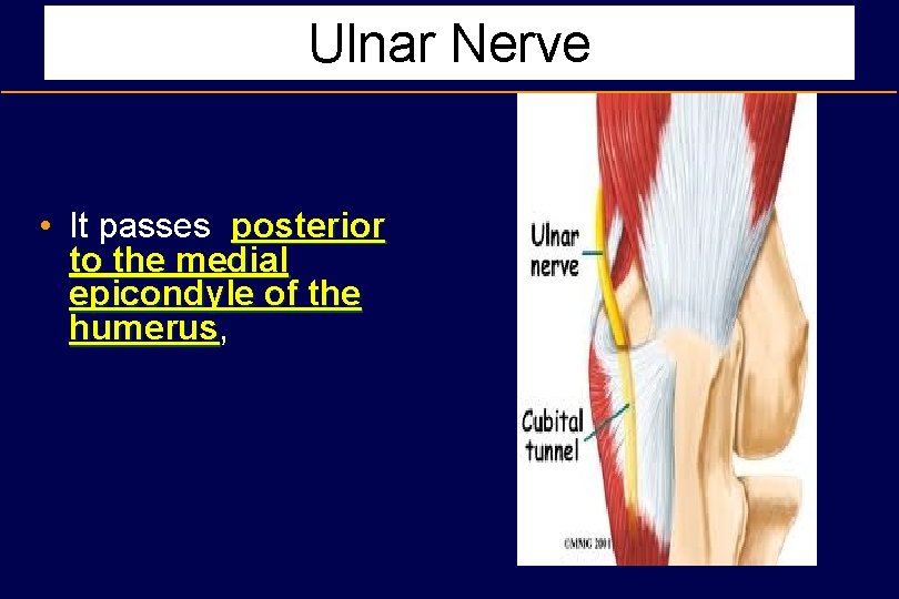 Ulnar Nerve • It passes posterior to the medial epicondyle of the humerus, humerus