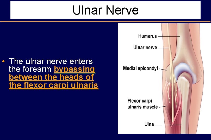 Ulnar Nerve • The ulnar nerve enters the forearm bypassing between the heads of