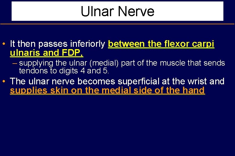 Ulnar Nerve • It then passes inferiorly between the flexor carpi ulnaris and FDP,