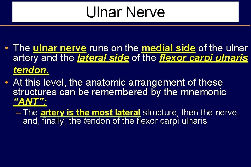 Ulnar Nerve • The ulnar nerve runs on the medial side of the ulnar