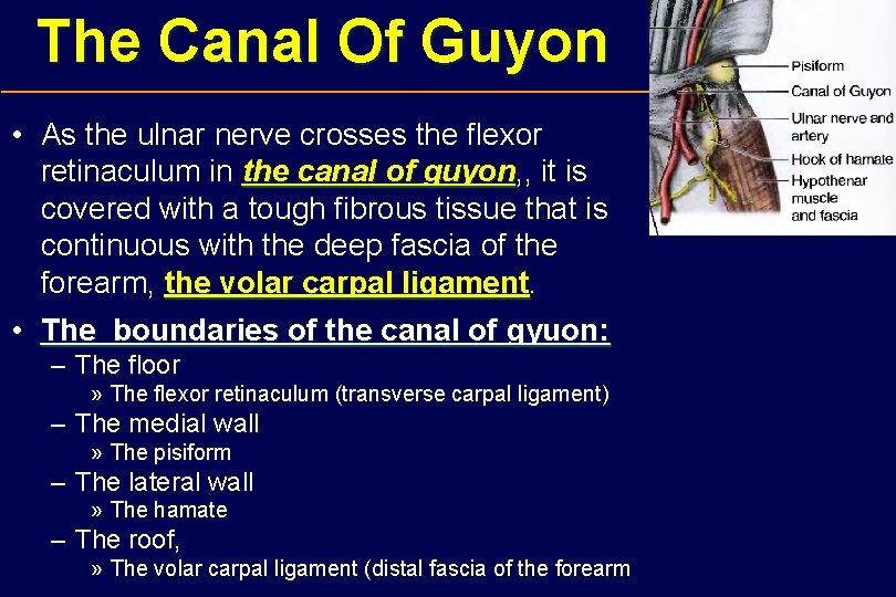 The Canal Of Guyon • As the ulnar nerve crosses the flexor retinaculum in