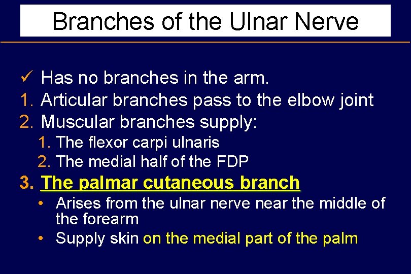 Branches of the Ulnar Nerve ü Has no branches in the arm. 1. Articular