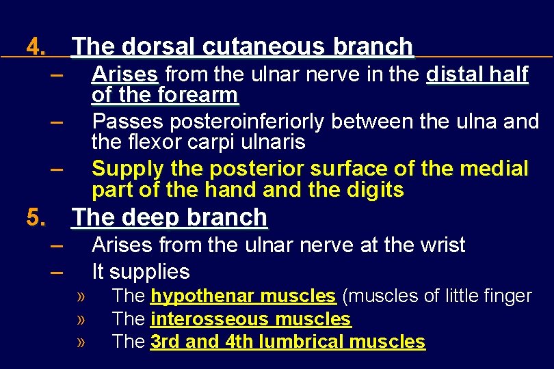 4. The dorsal cutaneous branch – Arises from the ulnar nerve in the distal