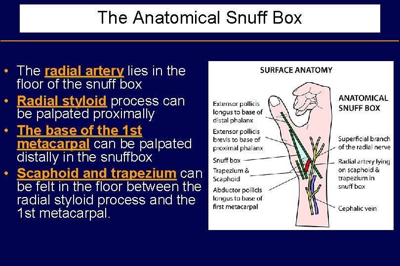 The Anatomical Snuff Box • The radial artery lies in the floor of the
