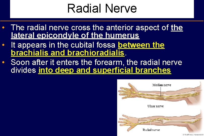 Radial Nerve • The radial nerve cross the anterior aspect of the lateral epicondyle