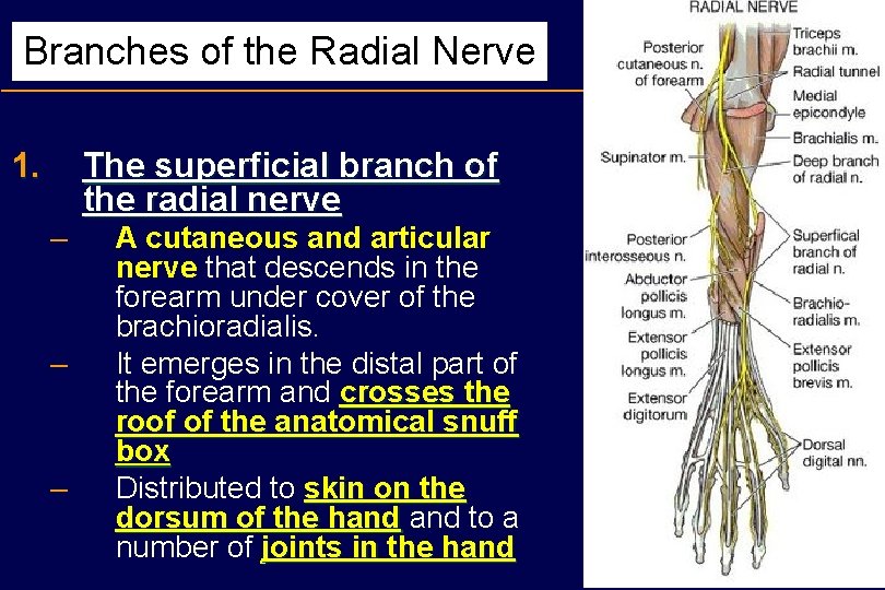 Branches of the Radial Nerve 1. The superficial branch of the radial nerve –