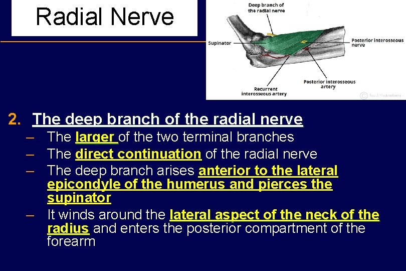 Radial Nerve 2. The deep branch of the radial nerve – The larger of