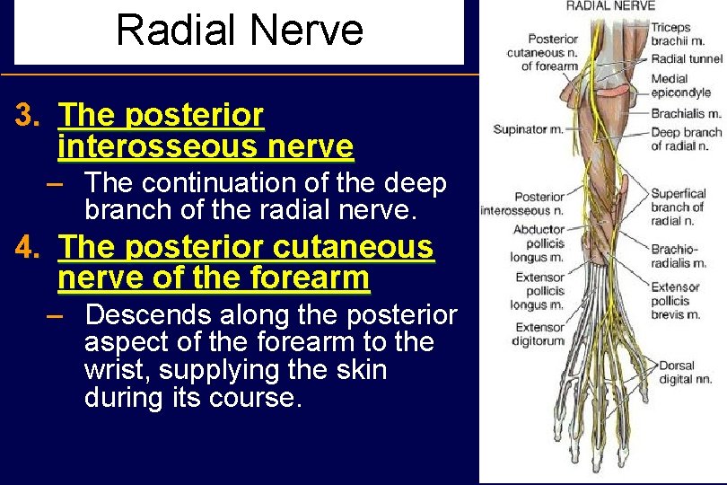 Radial Nerve 3. The posterior interosseous nerve – The continuation of the deep branch