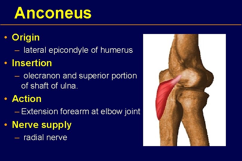 Anconeus • Origin – lateral epicondyle of humerus • Insertion – olecranon and superior
