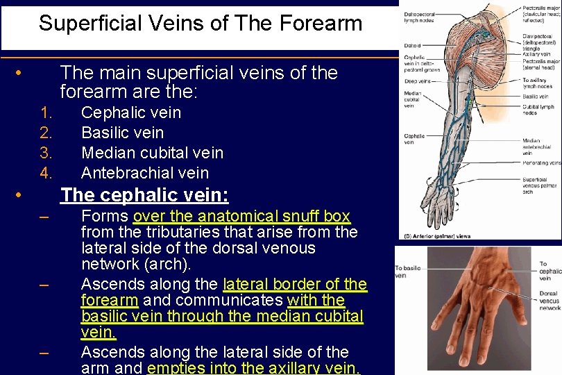 Superficial Veins of The Forearm • The main superficial veins of the forearm are
