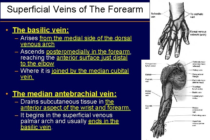 Superficial Veins of The Forearm • The basilic vein: – Arises from the medial