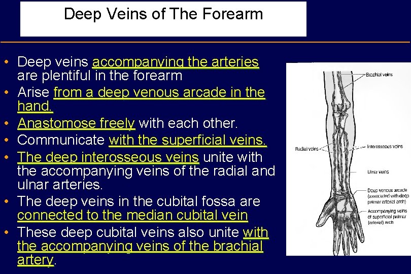 Deep Veins of The Forearm • Deep veins accompanying the arteries are plentiful in