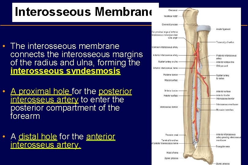 Interosseous Membrane • The interosseous membrane connects the interosseous margins of the radius and