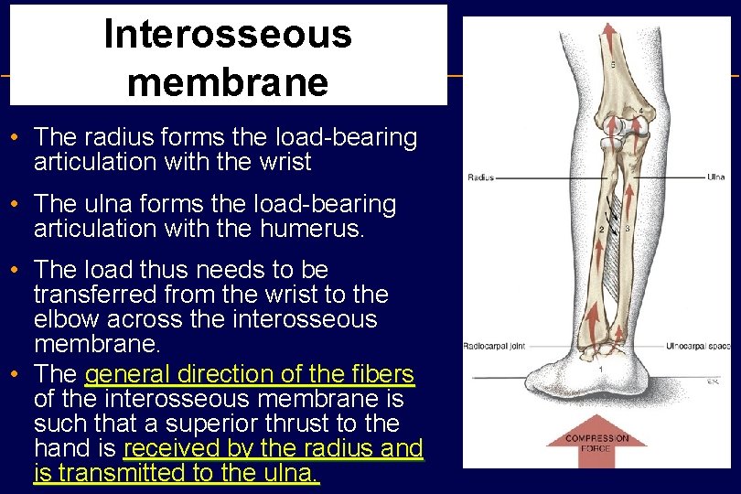 Interosseous membrane • The radius forms the load-bearing articulation with the wrist • The
