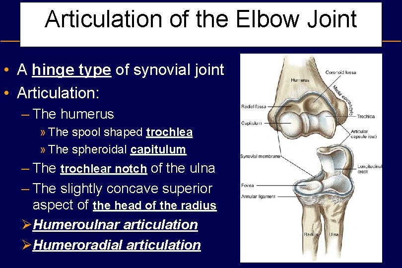 Articulation of the Elbow Joint • A hinge type of synovial joint • Articulation: